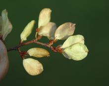 fruit (seeds), early winter