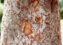 trunk, bark