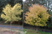 plant habit, fall