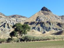 lone tree in Eastern Oregon