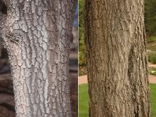 trunk, bark