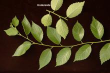 leaves
