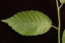 leaf