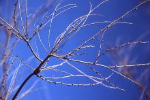 winter branches