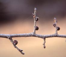 winter twigs, buds