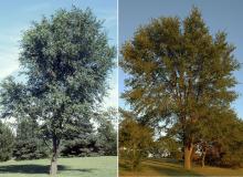 plant habit