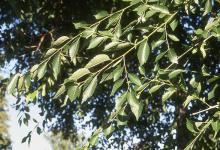 branches