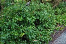 plant habit