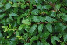 leaves