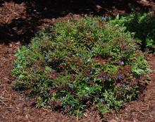 plant habit, with fruit
