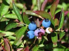 fruit and leaves