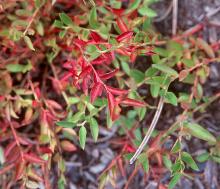 leaves, summer