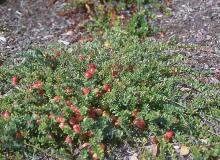 plant habit, fruiting