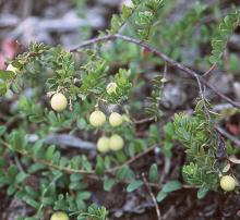 leaves and developing fruit