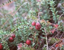 ripe fruit
