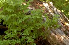plant habit, early summer plant habit, early summer
