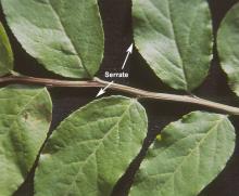leaves leaves