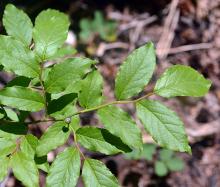 leaves leaves