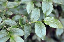 leaves and developing fruit leaves and developing fruit