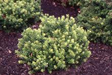plant habit