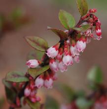 flowering shoot