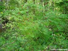 plant habit, fruiting