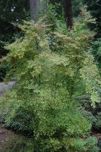 plant habit, fruiting
