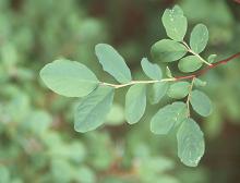 leaves