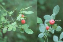 fruit and leaves