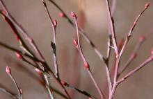 winter twigs and buds