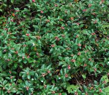 plant habit, flowering