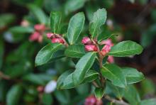 leaves and flowers