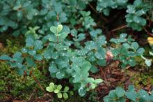 young shoots