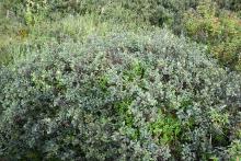 plant habit