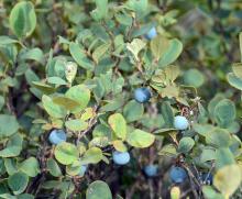 leaves and fruit
