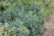 plant habit, in habitat
