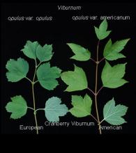 leafy shoot, comparison