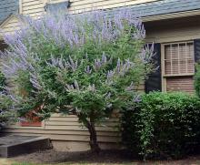 plant habit, flowering