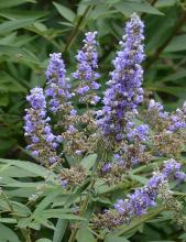 flower clusters