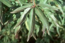 leaf