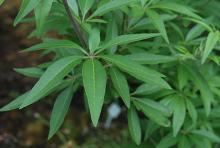 leaves