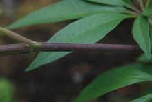 stem and leaflet