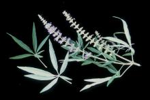 leaves and flower clusters