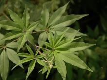leaves