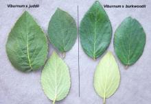 leaves, comparison</i> leaves, comparison</i>