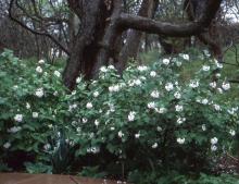 plant habit, flowering