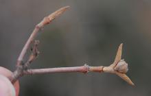 twig and buds, winter