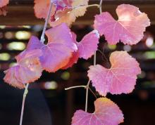 leaves, late fall