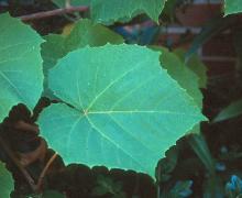 leaf leaf