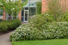 plant habit, flowering